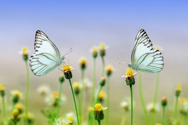 butterfly-1127666_960_720