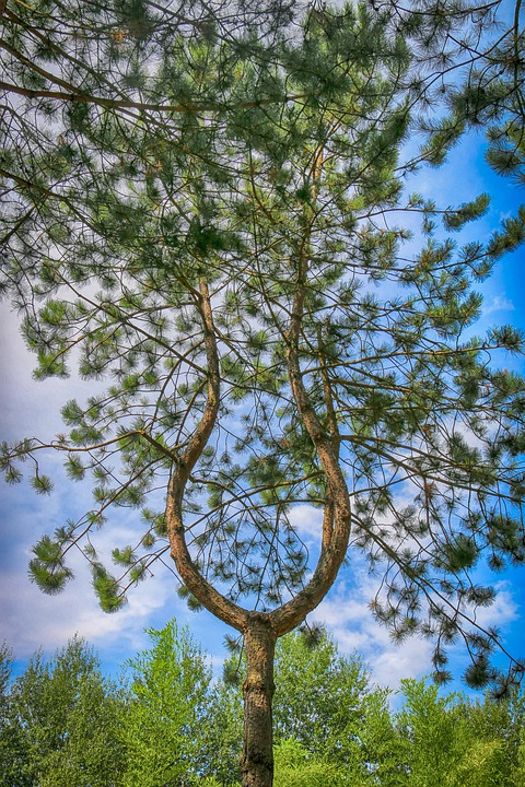 tree-lyre