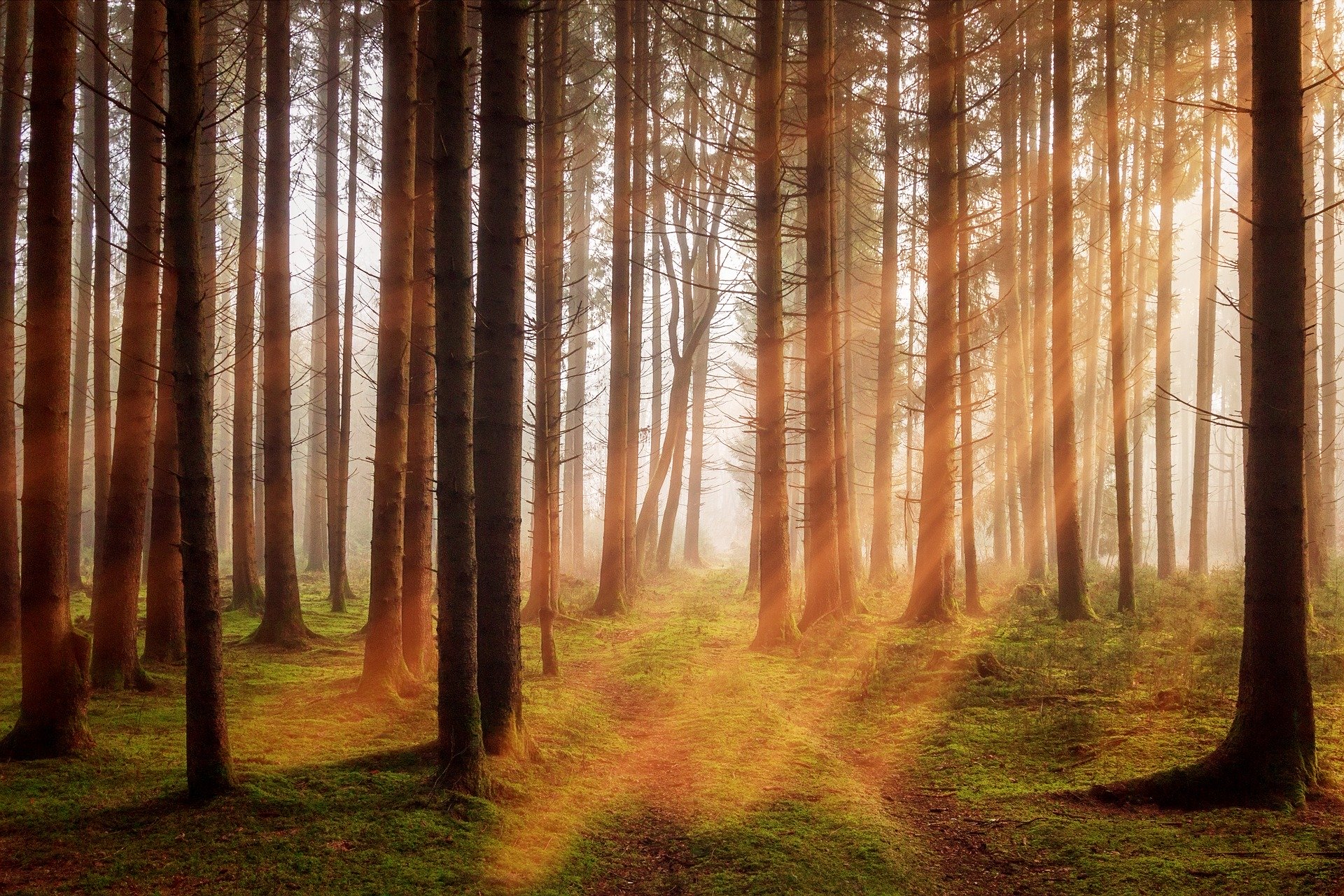 forest-3448818_1920